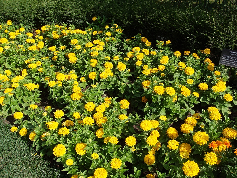 206 Longwood Gardens [2008 August 23].JPG - Longwood Gardens in Pennsylvania